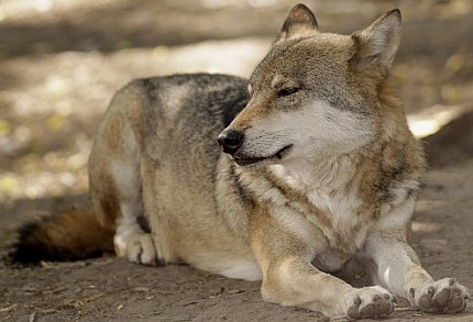 Vlk eurasijský - Canis lupus (Zoopark Chomutov)